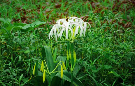 Photo for Swamp lily (Crinum americanum) flower closeup - Royalty Free Image