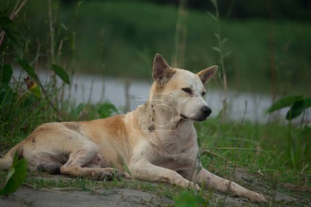 Photo for The Bangladeshi dog is lying down waiting for the prey - Royalty Free Image