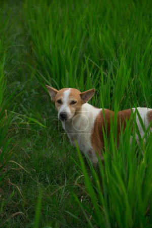 Photo for The dog is looking at the camera with a mixture of white and brown color in the grass - Royalty Free Image