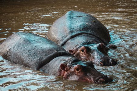 Photo for Two hippopotamus,Hippo family,Wildlife, Wild animals, National Park,Hippopotamus in water - Royalty Free Image