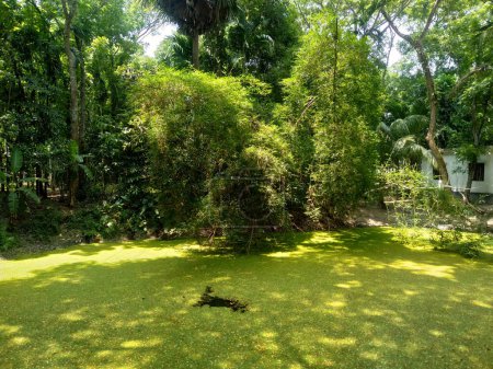 Un bel étang dans la jungle couvert de roseaux