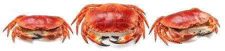 Téléchargez les photos : Trois crabes comestibles isolés sur fond blanc. - en image libre de droit
