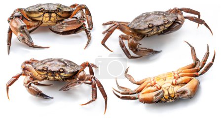 Téléchargez les photos : Quatre crabes bruns isolés sur fond blanc. - en image libre de droit