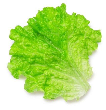 Photo for Green leaf of lettuce on white background. File contains clipping path. - Royalty Free Image