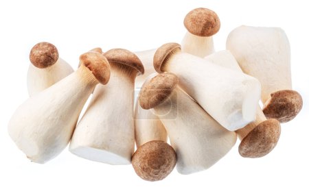 Photo for King oyster mushrooms or eryngii mushrooms isolated on white background. Close-up. - Royalty Free Image