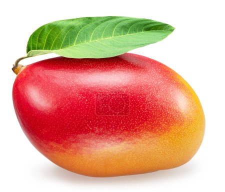 Téléchargez les photos : Mangue mûre avec peau rouge-jaune et feuille isolée sur fond blanc. - en image libre de droit