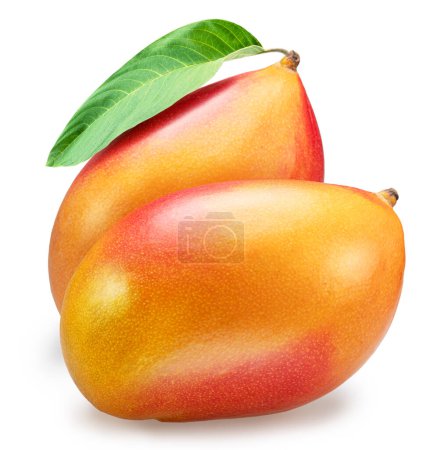 Photo for Mango fruits with green leaf isolated on white background. - Royalty Free Image