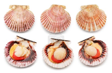 Set of raw opened and closed scallops isolated on white background. Delicacy food. File contains clipping path.