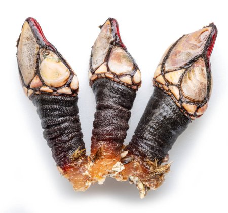 Raw goose barnacles close up isolated on white background. Delicacy food.