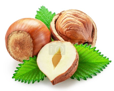 Hazelnuts, hazelnut kernel and green leaves on white background. Full depth of field. Clipping path.