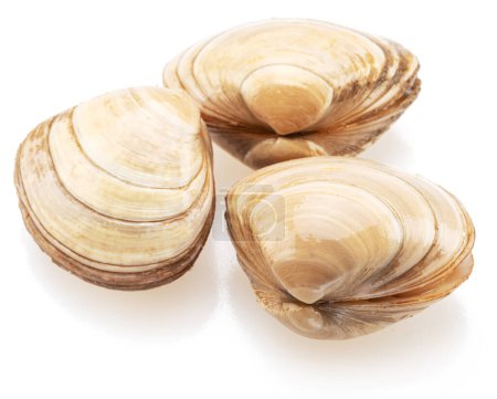 Three raw hard clams isolated on white background.
