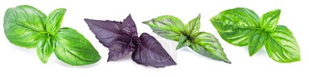 Set of four different basil types isolated on white background.