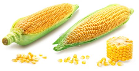 mazorcas de maíz y mazorca de maíz piezas sobre fondo blanco.