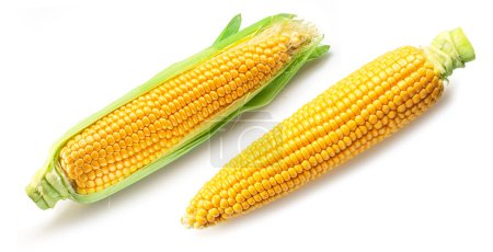 mazorca de maíz o mazorca de maíz aislada sobre fondo blanco.