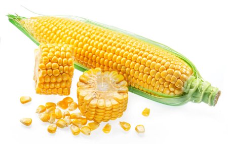 Photo for Maize cobs and corn cob pieces on white background. - Royalty Free Image