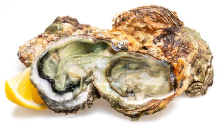 Geöffnete und geschlossene rohe Austern isoliert auf weißem Hintergrund mit Zitronenscheibe.