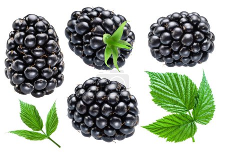 Photo for Collection of blackberry fruits and blackberry leaves isolated on white background. - Royalty Free Image