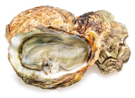 Photo for Raw oysters isolated on white background. - Royalty Free Image