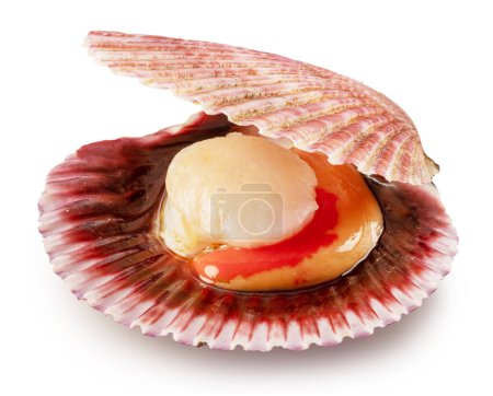 Photo for Edible raw opened scallop isolated on white background. Delicacy food. File contains clipping path. - Royalty Free Image