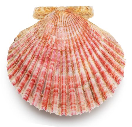 Edible raw closed scallop shell isolated on white background. Delicacy food. File contains clipping path.