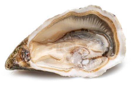 Geöffnete rohe Auster isoliert auf weißem Hintergrund. 