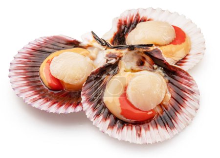 Edible raw opened scallops isolated on white background. Delicacy food. File contains clipping path.
