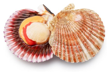Photo for Edible raw opened scallops isolated on white background. Delicacy food. File contains clipping path. - Royalty Free Image