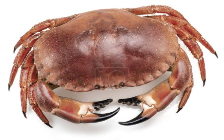 Téléchargez les photos : Crabe brun comestible isolé sur fond blanc. - en image libre de droit