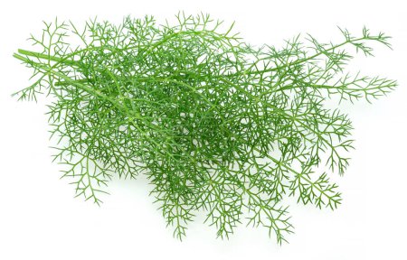 Photo for Green dill twigs isolated on white background. - Royalty Free Image