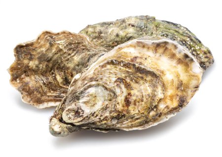 Raw oysters isolated on white background.