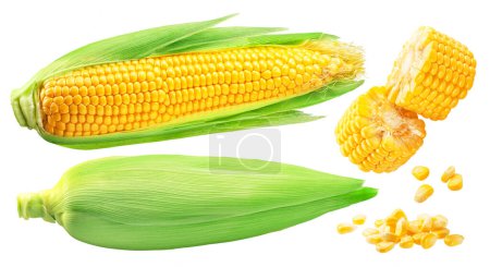 mazorcas de maíz y mazorca de maíz piezas sobre fondo blanco. El archivo contiene rutas de recorte.