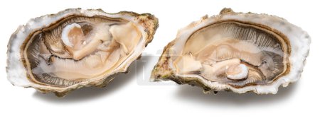 Photo for Opened raw oysters isolated on white background. Delicacy food. - Royalty Free Image