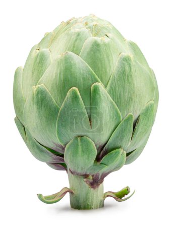 Green french artichoke isolated on white background. Clipping path.