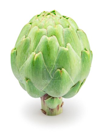 Green french artichoke isolated on white background. Clipping path.