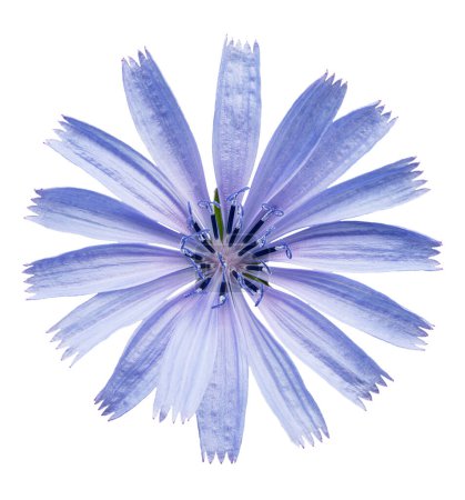 Chicory flower on white background. Full depth of field. File contains clipping path.