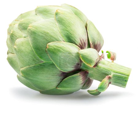 Green french artichoke isolated on white background.