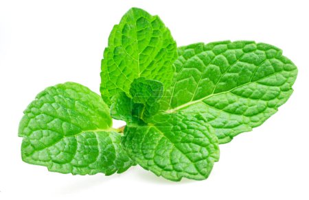 Green fresh top of peppermint or spearmint isolated on white background. Full depth of field.