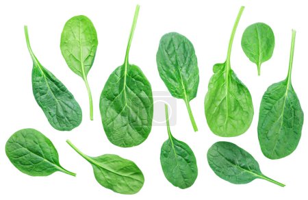 Set von grünen frischen Spinatblättern isoliert auf weißem Hintergrund.
