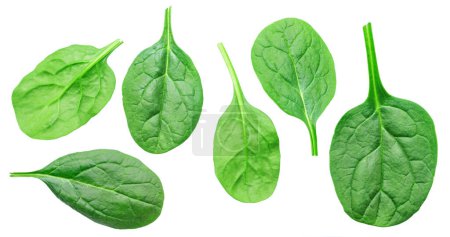 Conjunto de hojas verdes de espinacas frescas aisladas sobre fondo blanco.