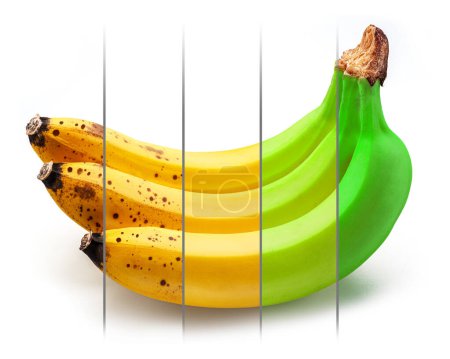 Téléchargez les photos : Banane divisée sur quatre stades de maturation isolés sur fond blanc. Concept alimentaire. - en image libre de droit
