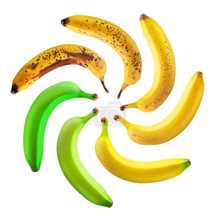 Téléchargez les photos : Ensemble de fruits de banane à différents stades de maturation isolés sur fond blanc. Concept de nourriture. Fichier contient des chemins de coupe. - en image libre de droit