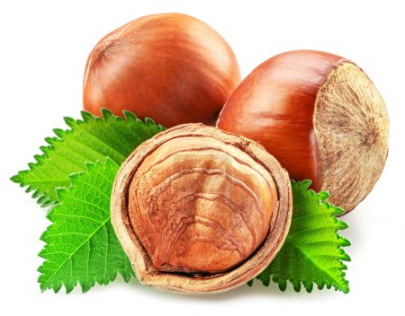 Hazelnuts, hazelnut kernel and green leaves on white background. Full depth of field. Clipping path.