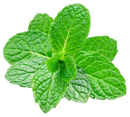 Green fresh top of peppermint or spearmint isolated on white background. Full depth of field. File contains clipping path.