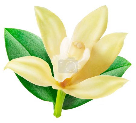 Vanilla flower on white background. File contains clipping path.