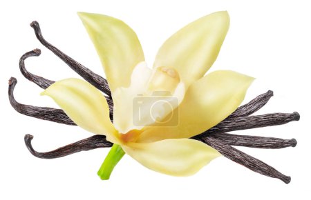 Vanilla flower and beans or vanilla sticks on white background. File contains clipping path.