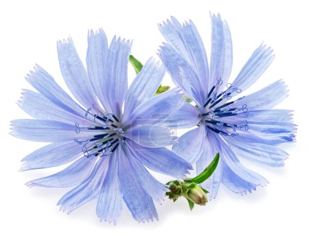 Chicory flowers closeup on the white background.