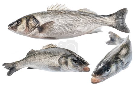 Sea bass, raw sea fishes isolated on white background. File contains clipping paths.