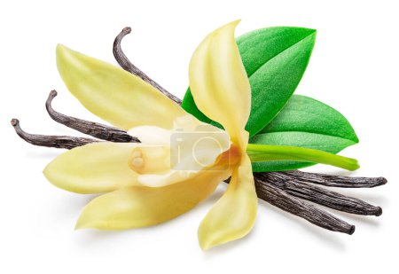 Vanilla flower and beans or vanilla sticks isolated on white background.