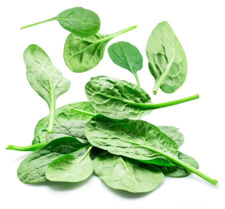 Green fresh spinach leaves falling down isolated on white background.