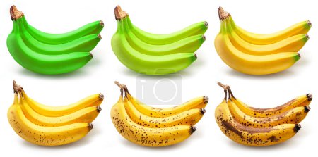 Téléchargez les photos : Ensemble de grappes de bananes à différents stades de maturation isolées sur fond blanc. Concept alimentaire. - en image libre de droit